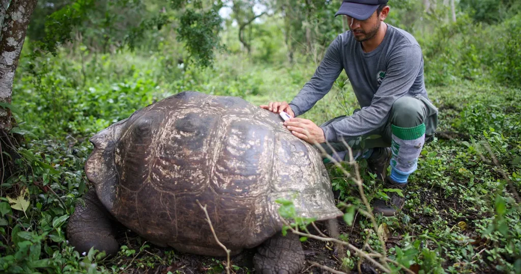 El Uso de Rastreadores Satelitales de Animales en Galápagos