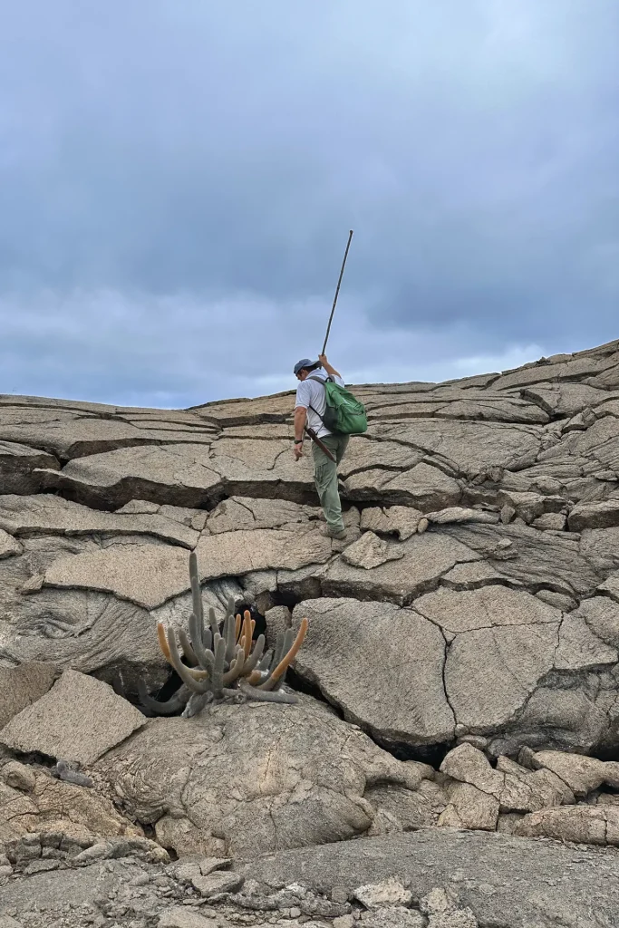 Advances in the Conservation of the Yellow Land Iguana at Cartago Bay