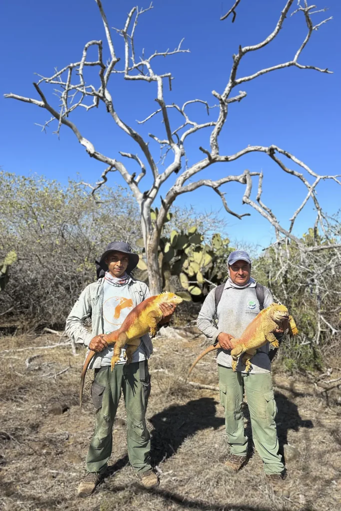 Avances en la Conservación de la Iguana Terrestre Amarilla en Bahía Cartago