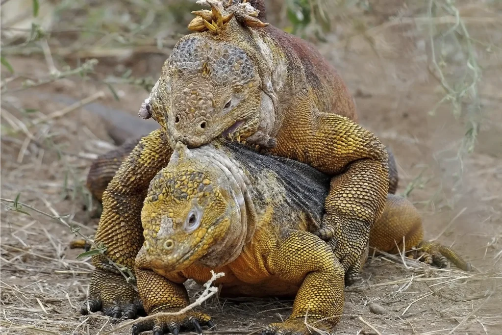 La Iguana Amarilla de Galápagos