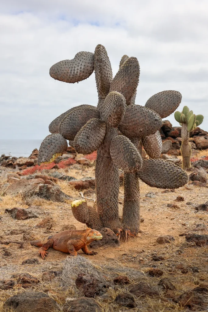 The Yellow Land Iguana of Galápagos