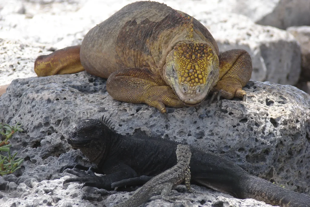 La Iguana Amarilla de Galápagos