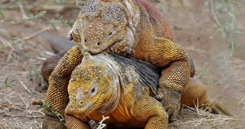 La Iguana Amarilla de Galápagos