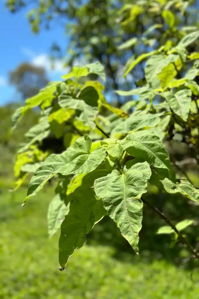 Conservación de Vida Silvestre de la Isla Isabela