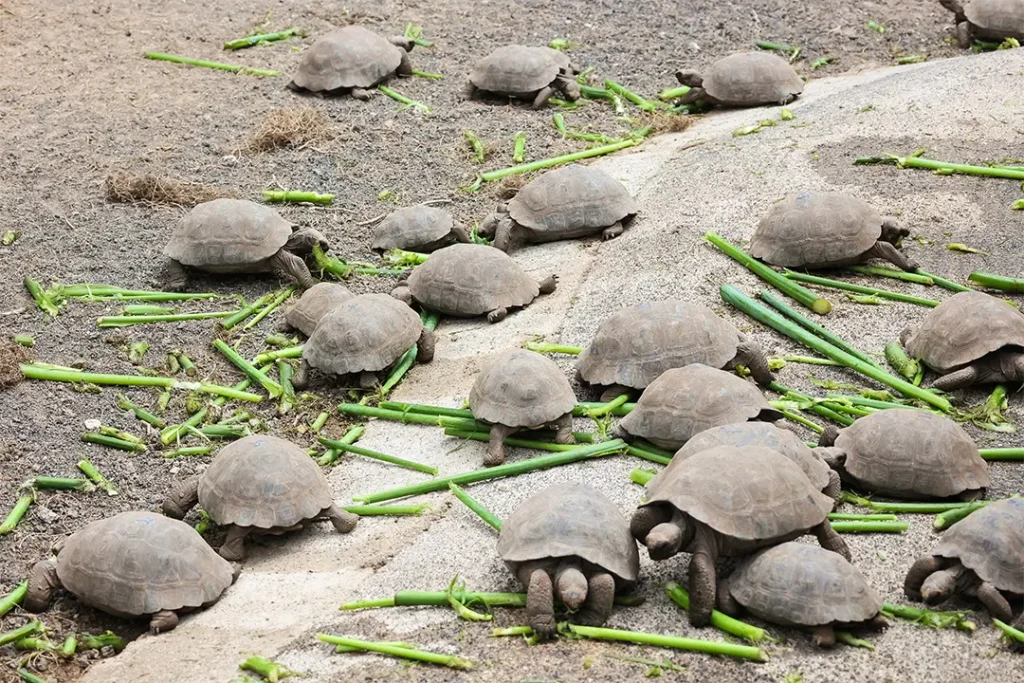 Collaboration in Conserving Isabela Island’s Wildlife