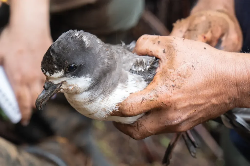 Descubrimiento de Nidos de Petrel de Galápagos en la Isla Isabela