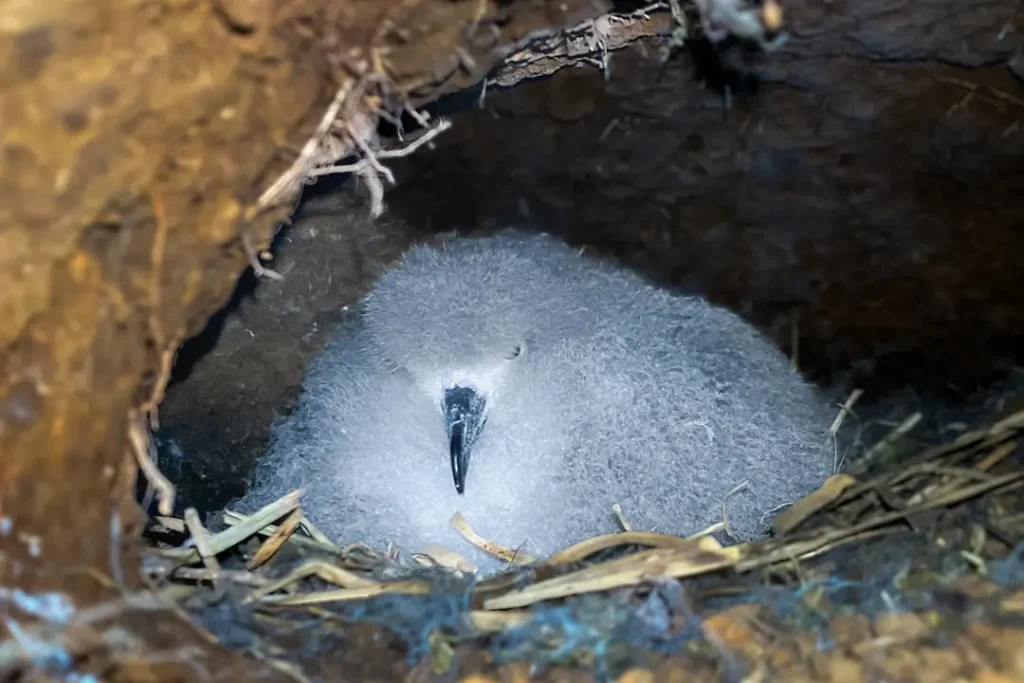 Descubrimiento de Nidos de Petrel de Galápagos en la Isla Isabela