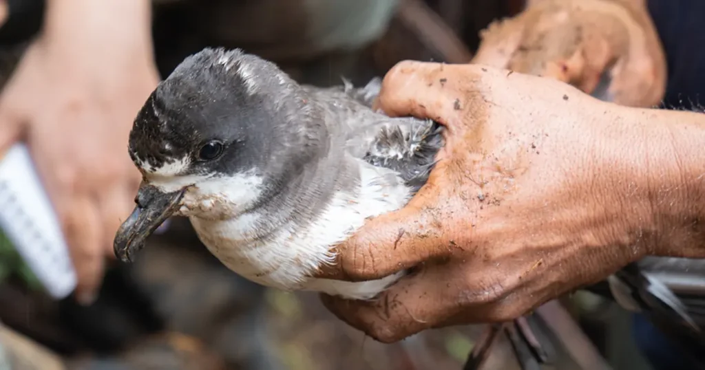 Descubrimiento de Nidos de Petrel de Galápagos en la Isla Isabela