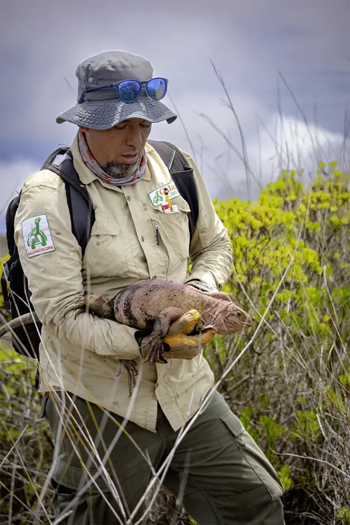 Nueva Expedición al Volcán Wolf: Protección de la Iguana Rosada