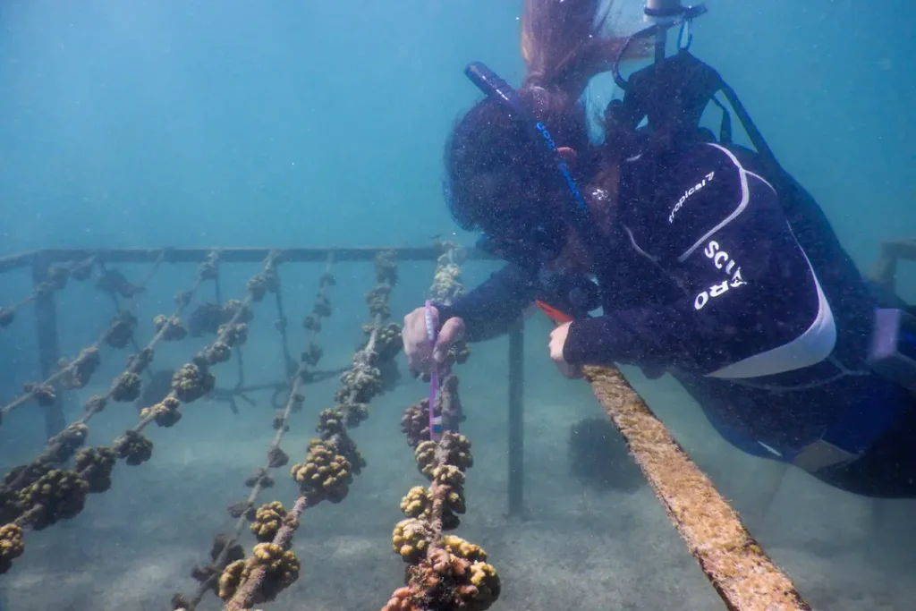 Our Ongoing Commitment to Coral Conservation in the Galápagos