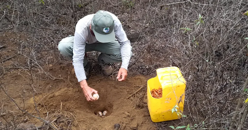 Strategic Collaboration Protect Giant Tortoises Isabela