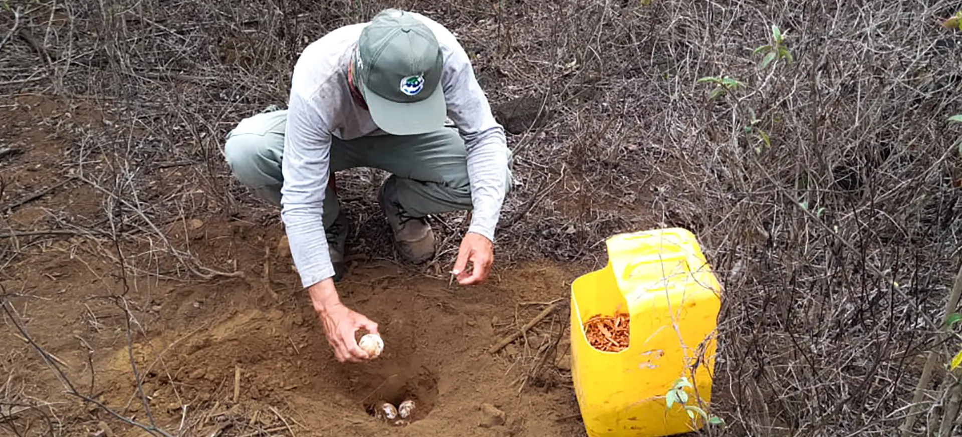 Strategic Collaboration Protect Giant Tortoises Isabela