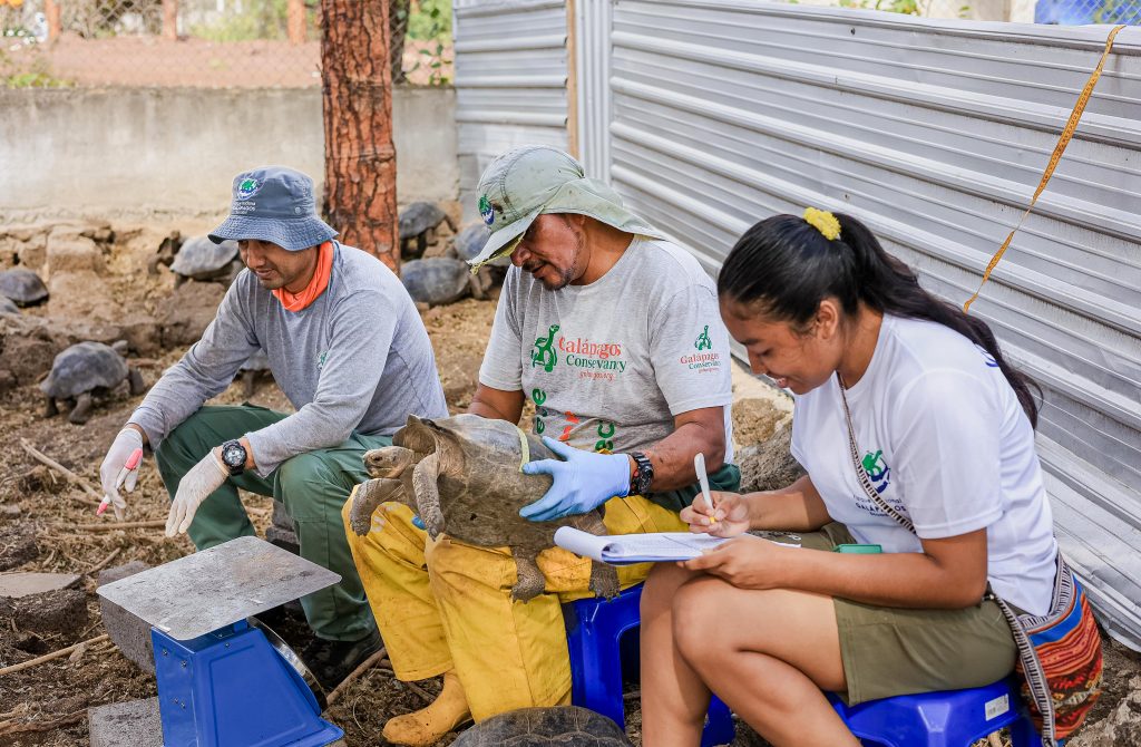 Experts at the Giant Tortoise Breeding Centers