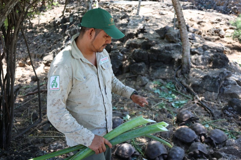 Experts at the Giant Tortoise Breeding Centers