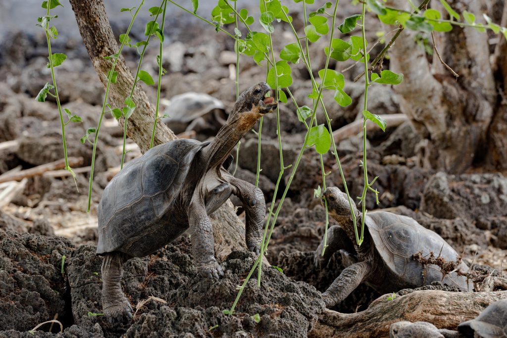 Experts at the Giant Tortoise Breeding Centers