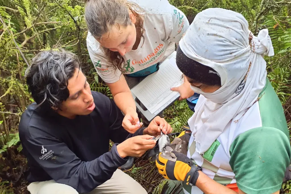 Advancing Conservation Galápagos Petrel on Santiago Island