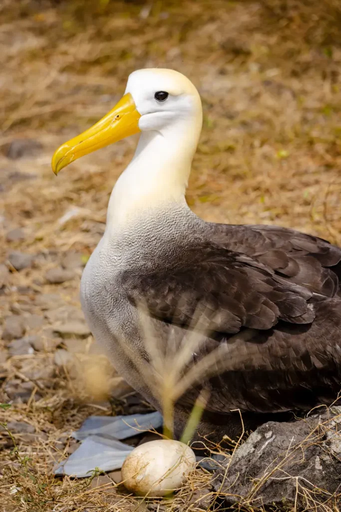 Galápagos Conservancy: Key Conservation Achievements in 2024