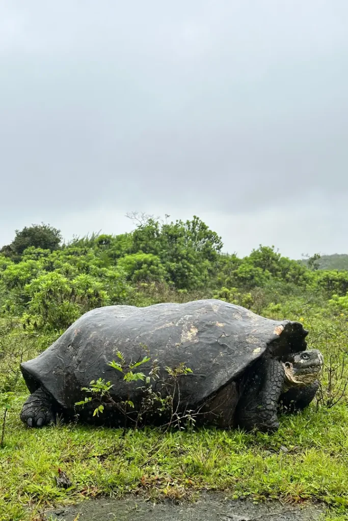 New Study Confirms the Genetic Diversity of Galápagos Giant Tortoises