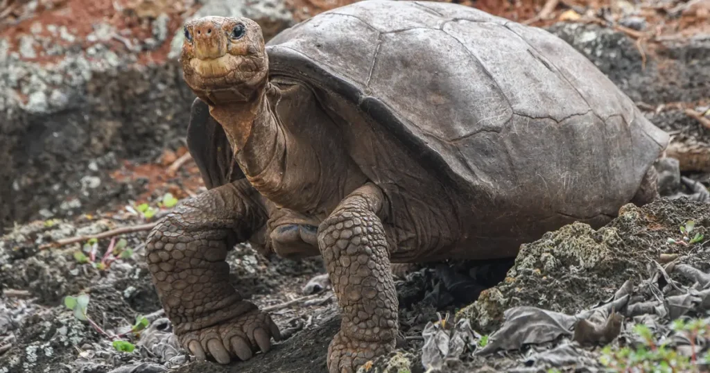 New Study Confirms the Genetic Diversity of Galápagos Giant Tortoises