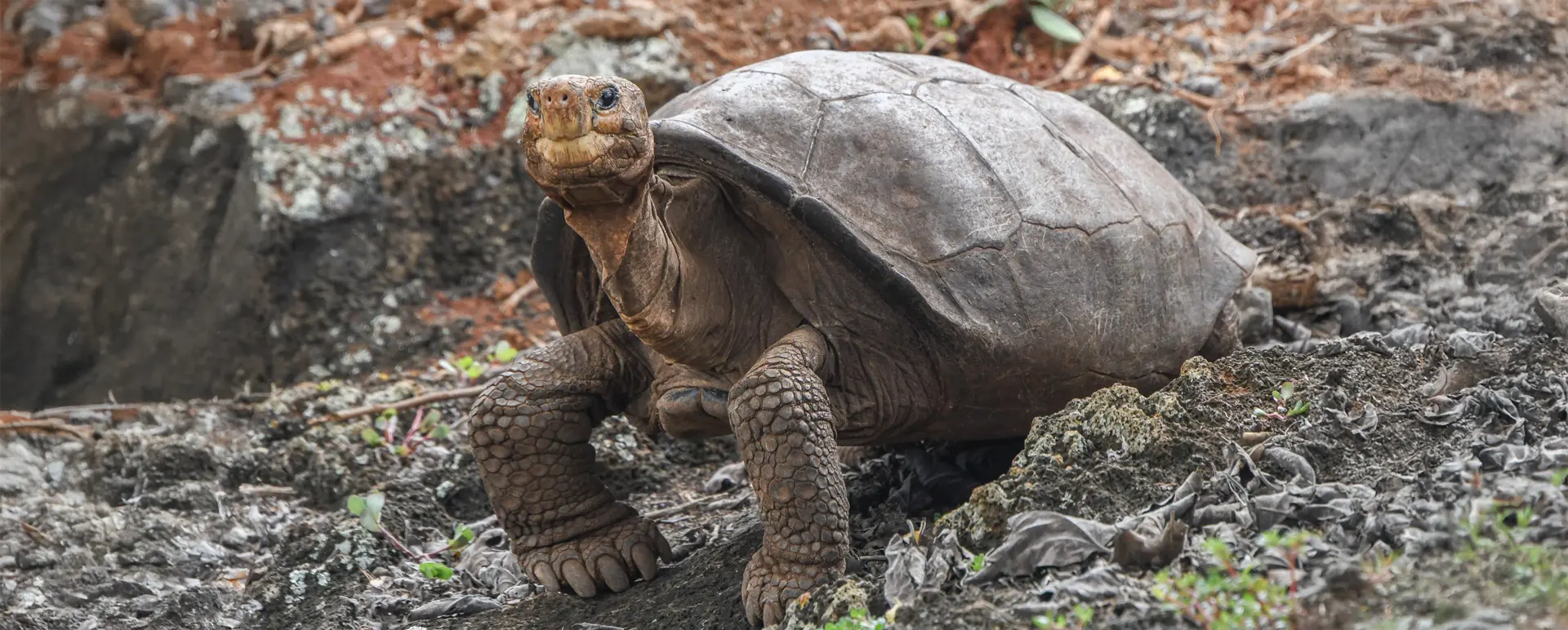 New Study Confirms the Genetic Diversity of Galápagos Giant Tortoises