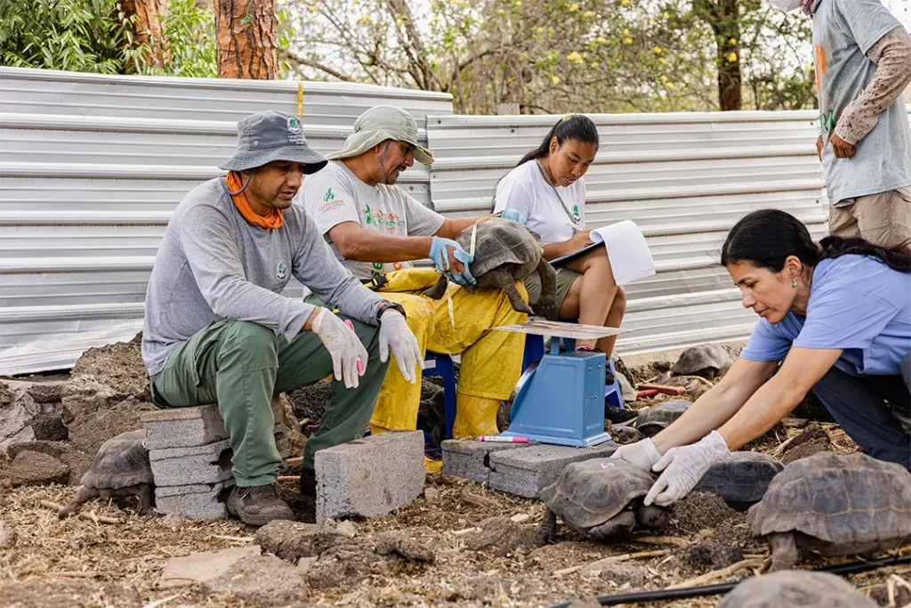 Giant Tortoise Breeding Centers in Galápagos