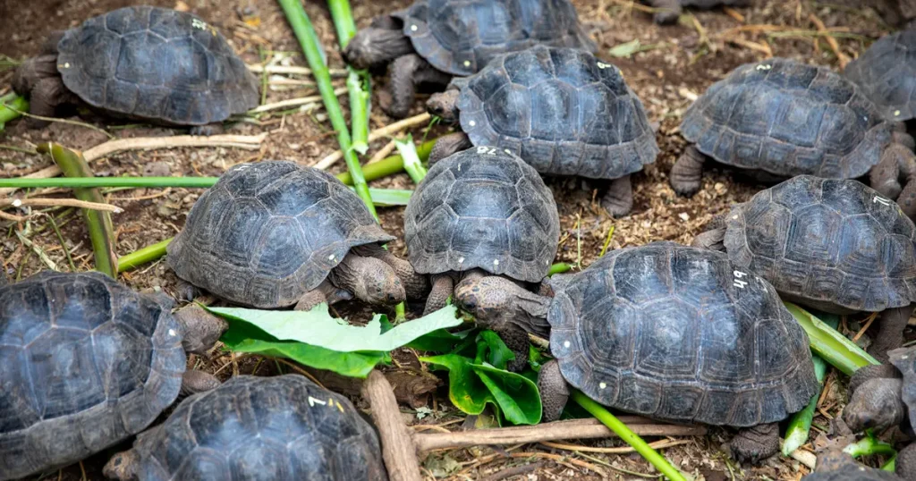 Giant Tortoise Breeding Centers in Galápagos