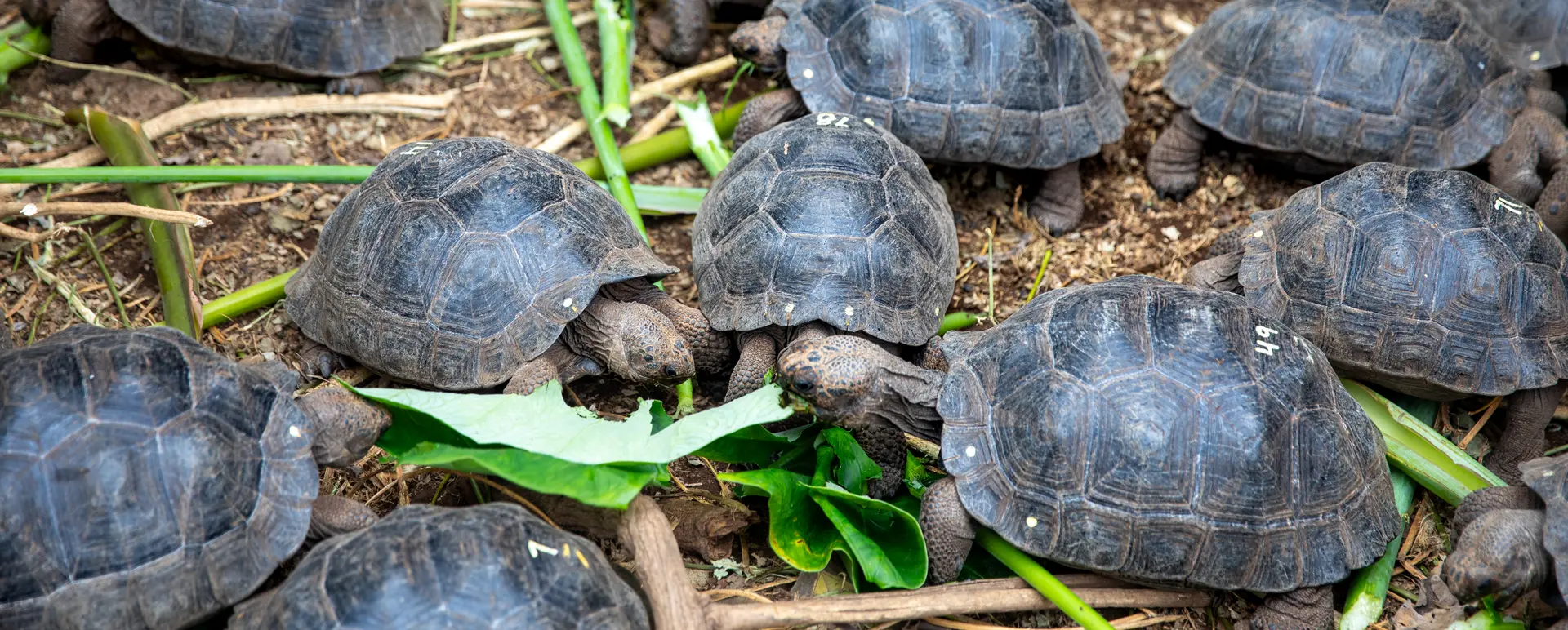 Giant Tortoise Breeding Centers in Galápagos