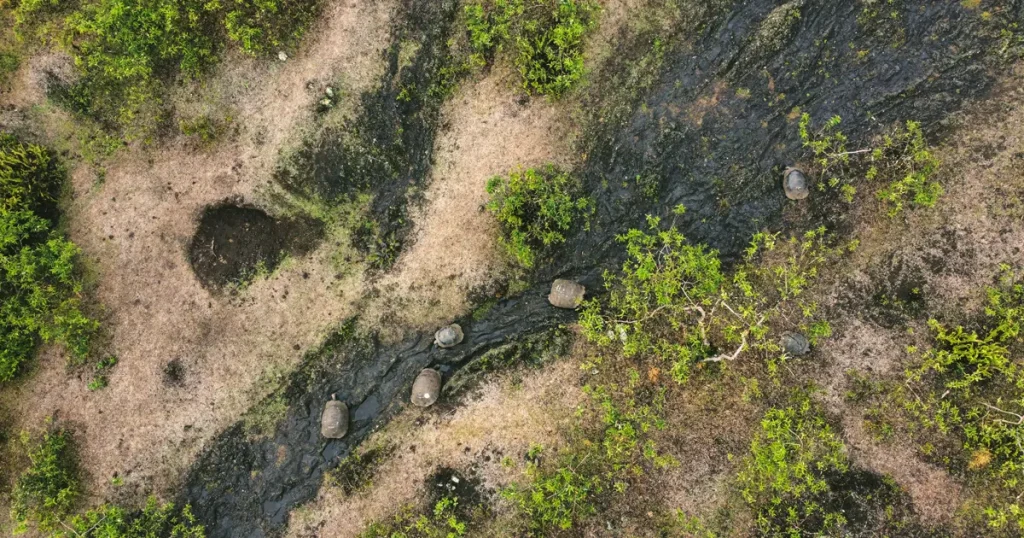 How Aerial Drones Are Transforming Research and Protection in the Galápagos