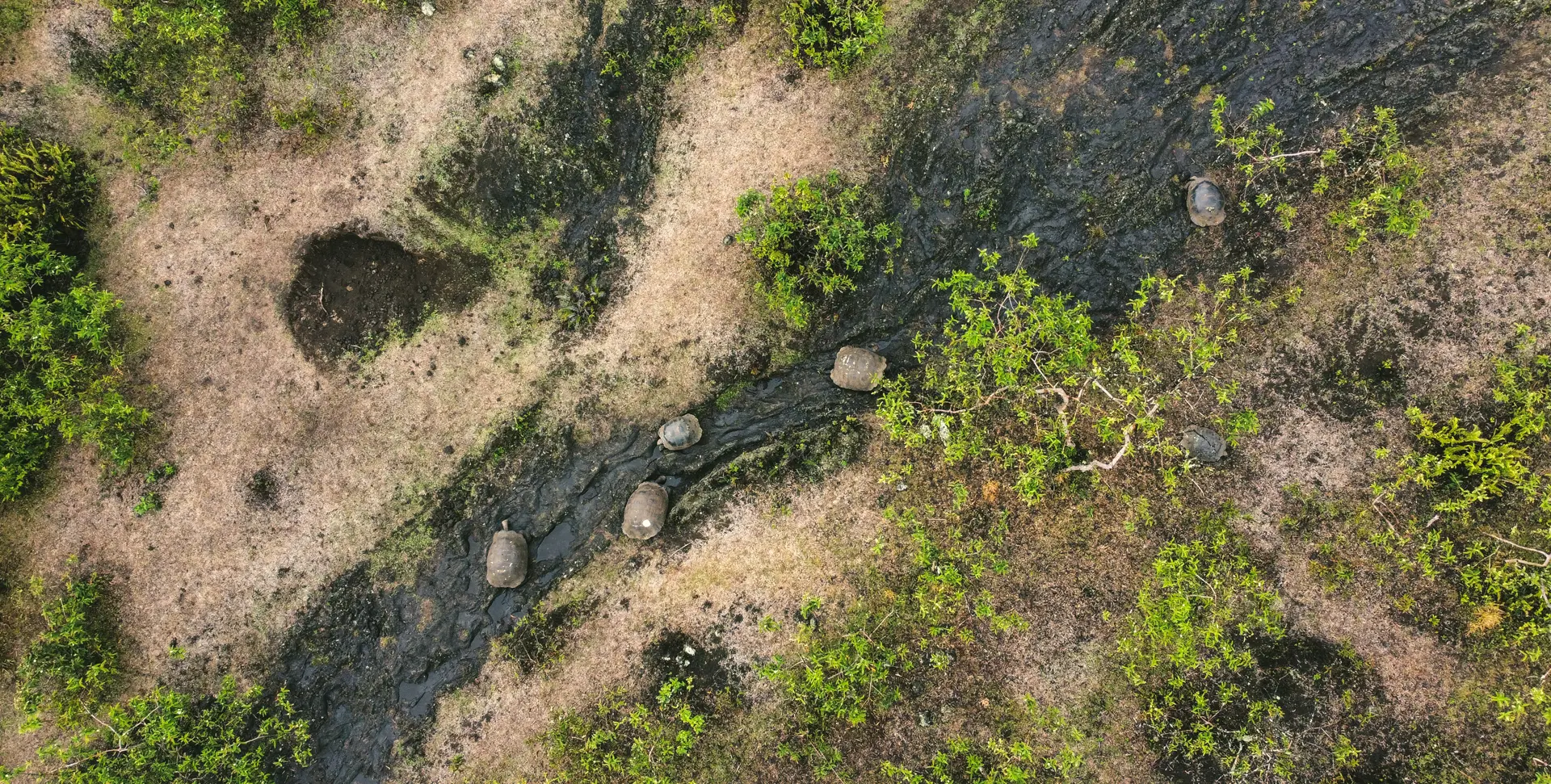 How Aerial Drones Are Transforming Research and Protection in the Galápagos