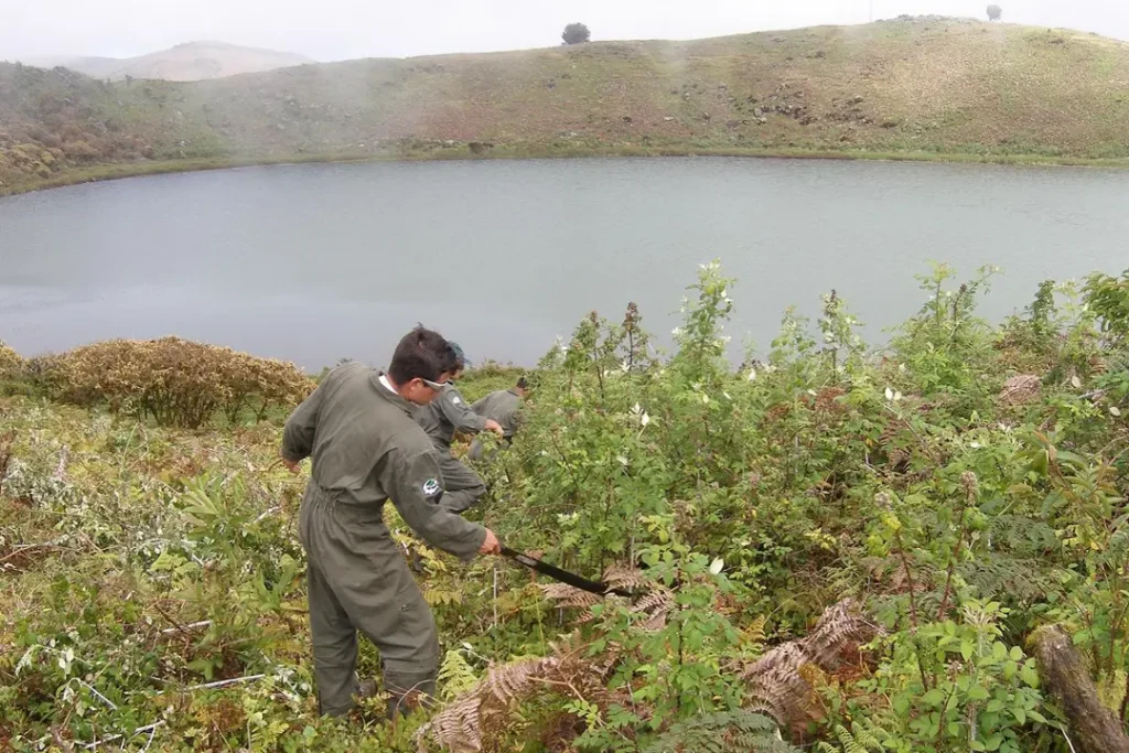 Invasive Species: The Silent Threat Endangering the Galápagos