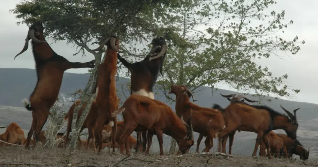 Invasive Species: The Silent Threat Endangering the Galápagos