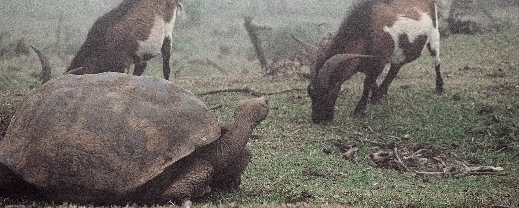 Invasive Species: The Silent Threat Endangering the Galápagos