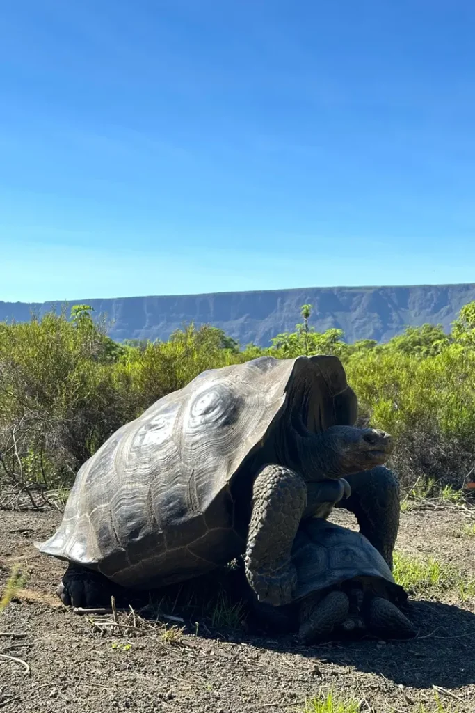 Rediscovering Hope for an Isolated Population of Wolf Volcano Giant Tortoises