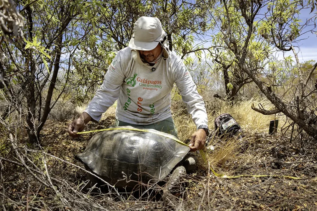 Rediscovering Hope for an Isolated Population of Wolf Volcano Giant Tortoises