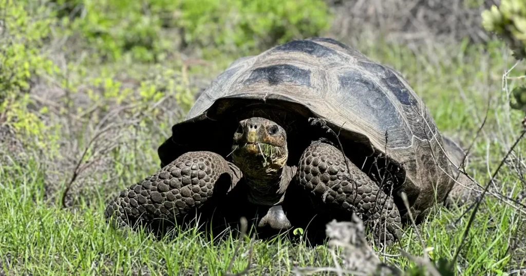 Rediscovering Hope for an Isolated Population of Wolf Volcano Giant Tortoises