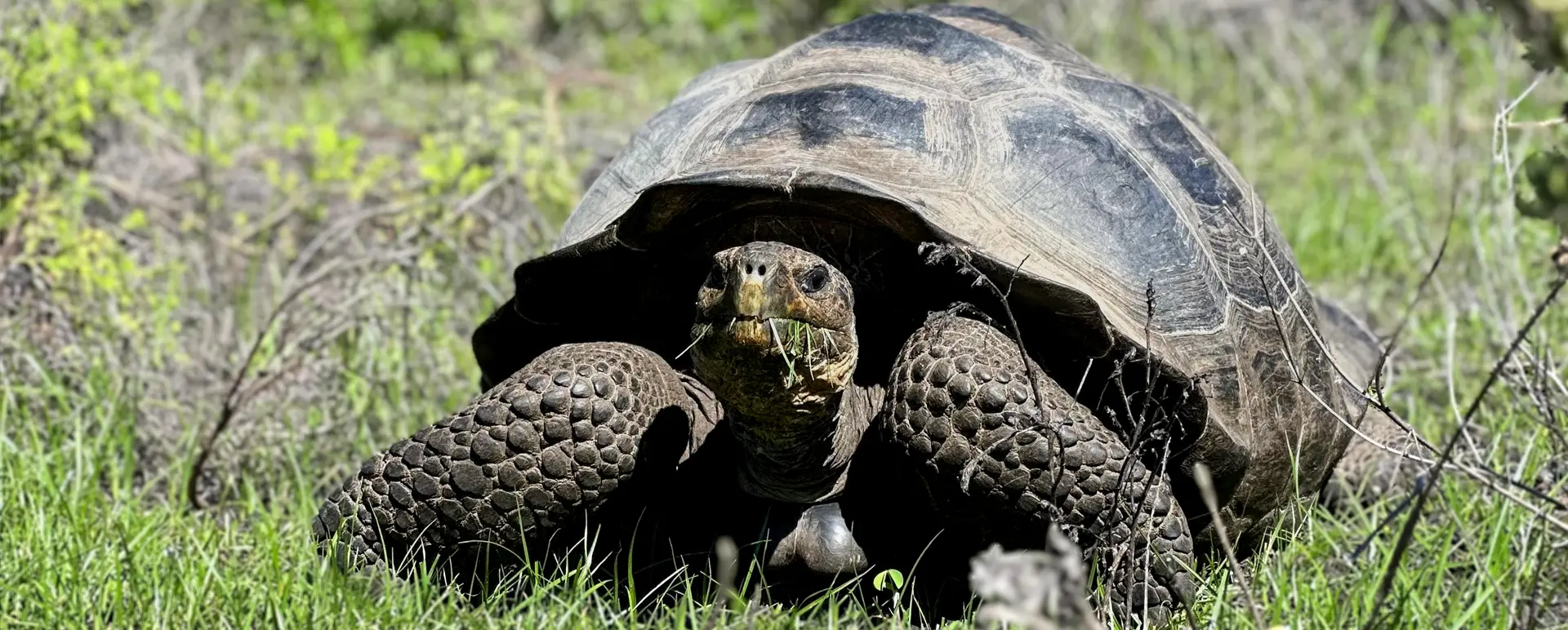 Rediscovering Hope for an Isolated Population of Wolf Volcano Giant Tortoises