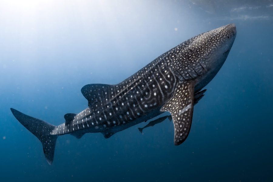 Researching Whale Sharks In The Galápagos Marine Reserve Galápagos Conservancy