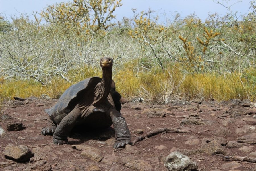 Rewilding Giant Tortoises | Galápagos Conservancy